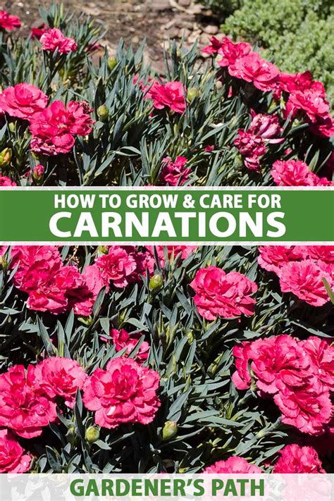 Carnations: Plant Care and Growing Guide .